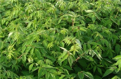 黄菠萝树资料介绍，黄菠萝树图片，3分钟快速了解黄菠萝树-图片1