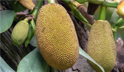 菠萝蜜资料介绍,菠萝蜜图片,3分钟快速了解菠萝蜜-图片1