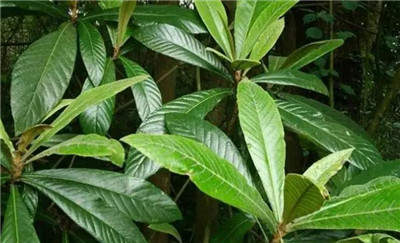 枇杷叶的功效与作用,3分钟了解枇杷叶的功效与作用-图片1