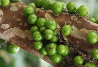 树葡萄资料介绍,树葡萄图片,3分钟快速了解树葡萄-图片1