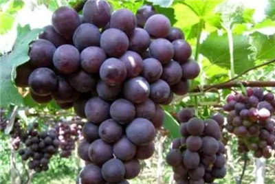 巨峰葡萄资料介绍，巨峰葡萄图片，3分钟快速了解巨峰葡萄-图片1
