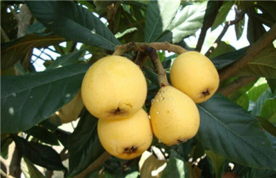 白沙枇杷资料介绍,白沙枇杷图片,白沙枇杷产地在哪里-图片1