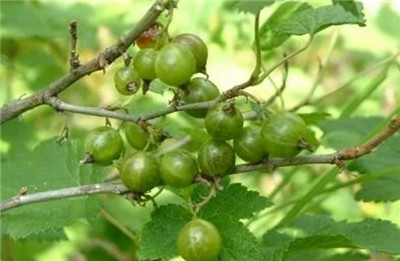 水葡萄资料介绍，水葡萄图片，3分钟快速了解水葡萄-图片1