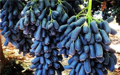 蓝宝石葡萄资料介绍,蓝宝石葡萄多少钱一斤-图片1