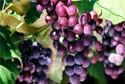 玫瑰香葡萄资料介绍，玫瑰香葡萄图片，3分钟了解玫瑰香葡萄-图片1