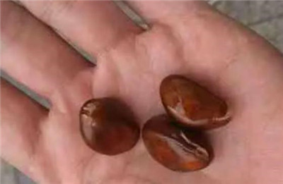 枇杷核能吃吗，枇杷核的功效和作用-图片1