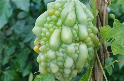 赖葡萄资料介绍，赖葡萄图片，3分钟快速了解赖葡萄-图片1