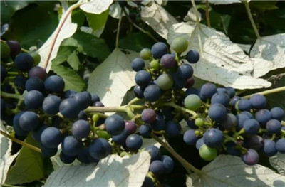 山葡萄资料介绍，山葡萄图片，3分钟快速了解山葡萄-图片1