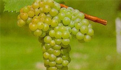 麝香葡萄资料介绍,麝香葡萄图片,3分钟快速了解麝香葡萄-图片1
