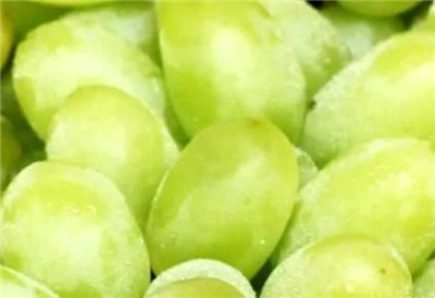 马奶葡萄资料介绍，马奶葡萄图片，马奶葡萄的功效和作用-图片1