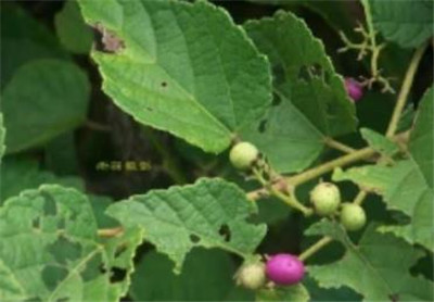 蛇葡萄资料介绍，蛇葡萄图片，蛇葡萄的功效和作用