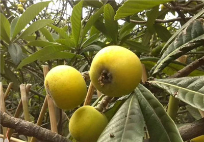 西山枇杷资料介绍,西山枇杷图片,3分钟快速了解西山枇杷-图片1