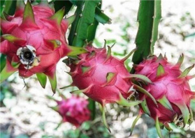 火龙果种植的方法和时间,火龙果种植技术和管理方法-图片2