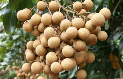 龙眼和桂圆是同一种水果吗,龙眼的食用禁忌有哪些-图片2