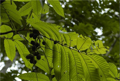 番龙眼资料介绍,番龙眼图片,3分钟快速了解番龙眼-图片2