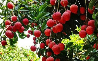 荔枝是热性的还是凉性的，吃荔枝的好处有哪些-图片2