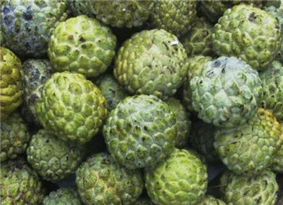 番荔枝资料介绍，番荔枝图片，3分钟快速了解番荔枝-图片2