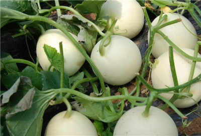 甜瓜是凉性的吗,吃甜瓜对人体的好处有哪些-图片1