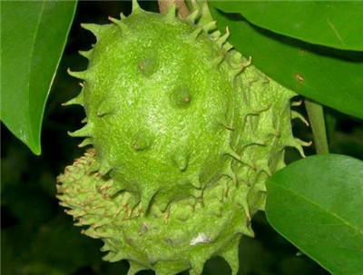 刺果番荔枝资料介绍，3分钟快速了解刺果番荔枝-图片2