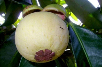 山竹是凉性还是热性，山竹的禁忌有哪些-图片2