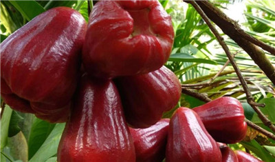 莲雾的功效与作用,3分钟了解莲雾的功效与作用-图片1