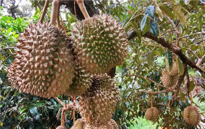 榴莲树资料介绍,榴莲树图片,榴莲树长什么样-图片2