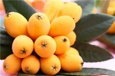 枇杷资料介绍，枇杷图片，3分钟快速了解枇杷-图片2