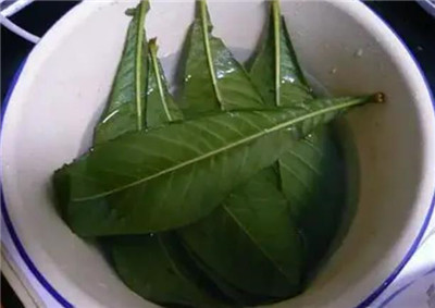 枇杷叶的功效与作用,3分钟了解枇杷叶的功效与作用-图片2