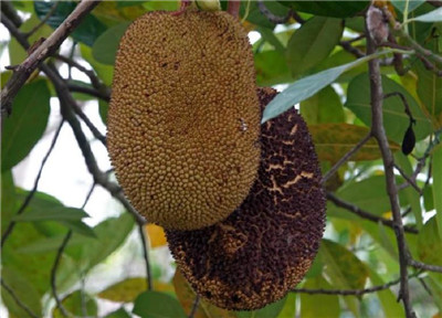 大树菠萝资料介绍，大树菠萝图片，3分钟快速了解大树菠萝-图片2