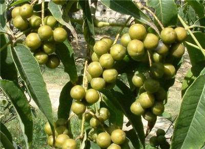 黄菠萝树资料介绍，黄菠萝树图片，3分钟快速了解黄菠萝树-图片2