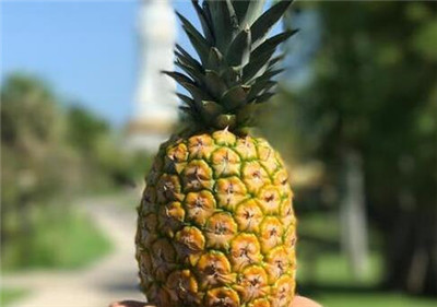 金菠萝是凤梨吗，金菠萝与普通菠萝的区别-图片2