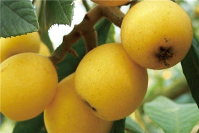 白沙枇杷资料介绍,白沙枇杷图片,白沙枇杷产地在哪里-图片2