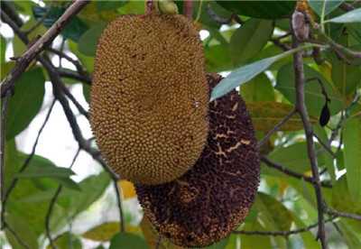 菠萝蜜资料介绍,菠萝蜜图片,3分钟快速了解菠萝蜜-图片2