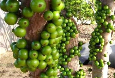 树葡萄资料介绍,树葡萄图片,3分钟快速了解树葡萄-图片2