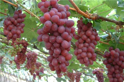 巨峰葡萄资料介绍，巨峰葡萄图片，3分钟快速了解巨峰葡萄-图片2