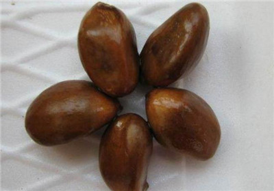 枇杷核能吃吗，枇杷核的功效和作用-图片2