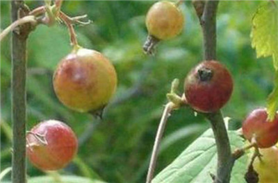 水葡萄资料介绍，水葡萄图片，3分钟快速了解水葡萄-图片2