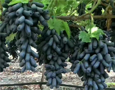 蓝宝石葡萄资料介绍,蓝宝石葡萄多少钱一斤-图片2