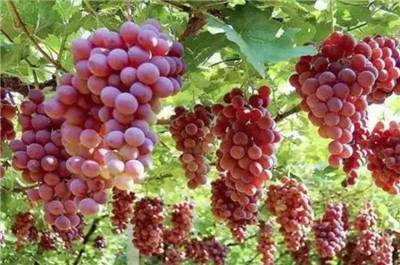 玫瑰香葡萄资料介绍，玫瑰香葡萄图片，3分钟了解玫瑰香葡萄-图片2