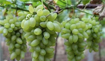 无籽葡萄的品种有哪些，无籽葡萄是怎么回事-图片2