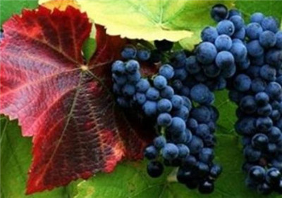 野葡萄资料介绍，野葡萄图片，3分钟快速了解野葡萄-图片2