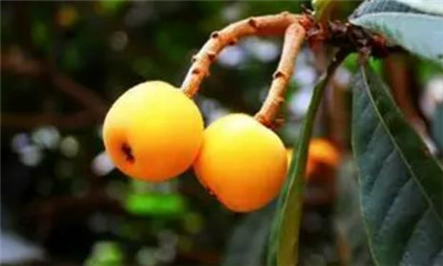 西山枇杷资料介绍,西山枇杷图片,3分钟快速了解西山枇杷-图片2