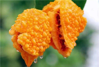 赖葡萄资料介绍，赖葡萄图片，3分钟快速了解赖葡萄-图片2