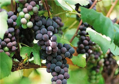 山葡萄资料介绍，山葡萄图片，3分钟快速了解山葡萄-图片2