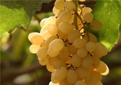 麝香葡萄资料介绍,麝香葡萄图片,3分钟快速了解麝香葡萄-图片2