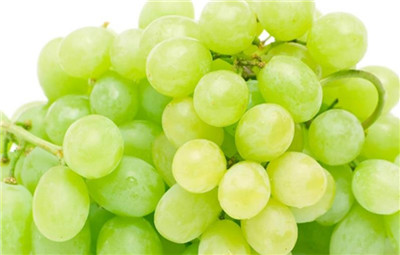 马奶葡萄资料介绍，马奶葡萄图片，马奶葡萄的功效和作用-图片2