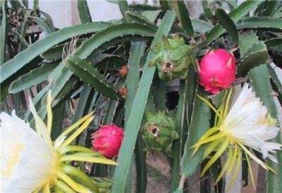 火龙果种植的方法和时间,火龙果种植技术和管理方法-图片1