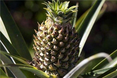 菠萝产地在哪里，菠萝产地在中国什么地方-图片1