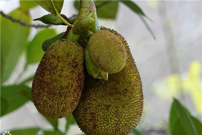 菠萝蜜的功效与作用、禁忌和食用方法-图片1