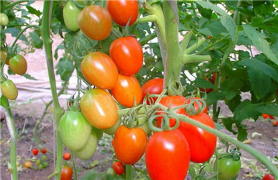 圣女果种植时间和方法，圣女果种植技术和管理方法-图片2